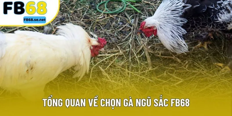 Tổng quan về chọn gà ngũ sắc FB68 Tổng quan về chọn gà ngũ sắc FB68