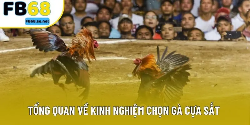 Tổng quan về kinh nghiệm chọn gà cựa sắt cho người mới