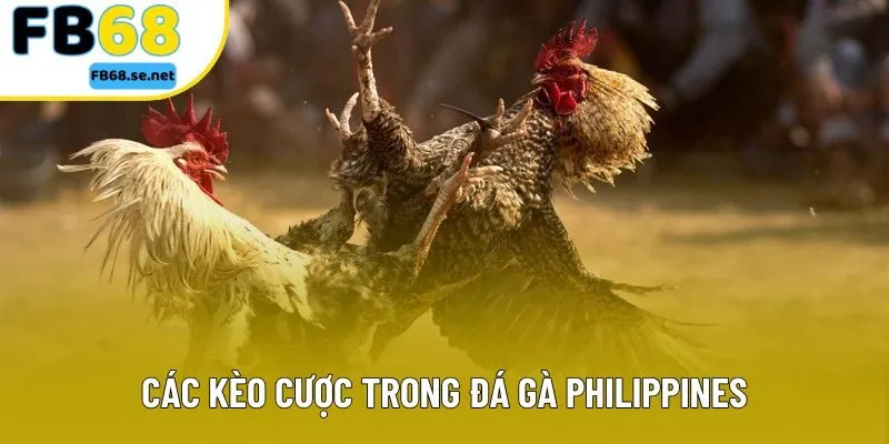 Các kèo cược trong đá gà Philippines